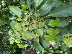 Trocodendron aralioides   